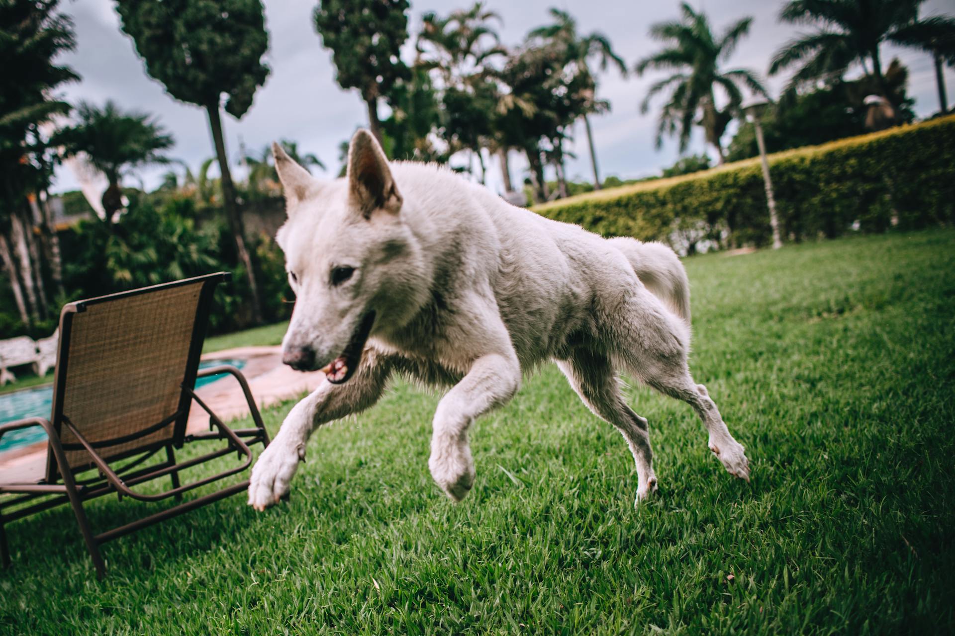 A dog in a garden | Source: Pexels