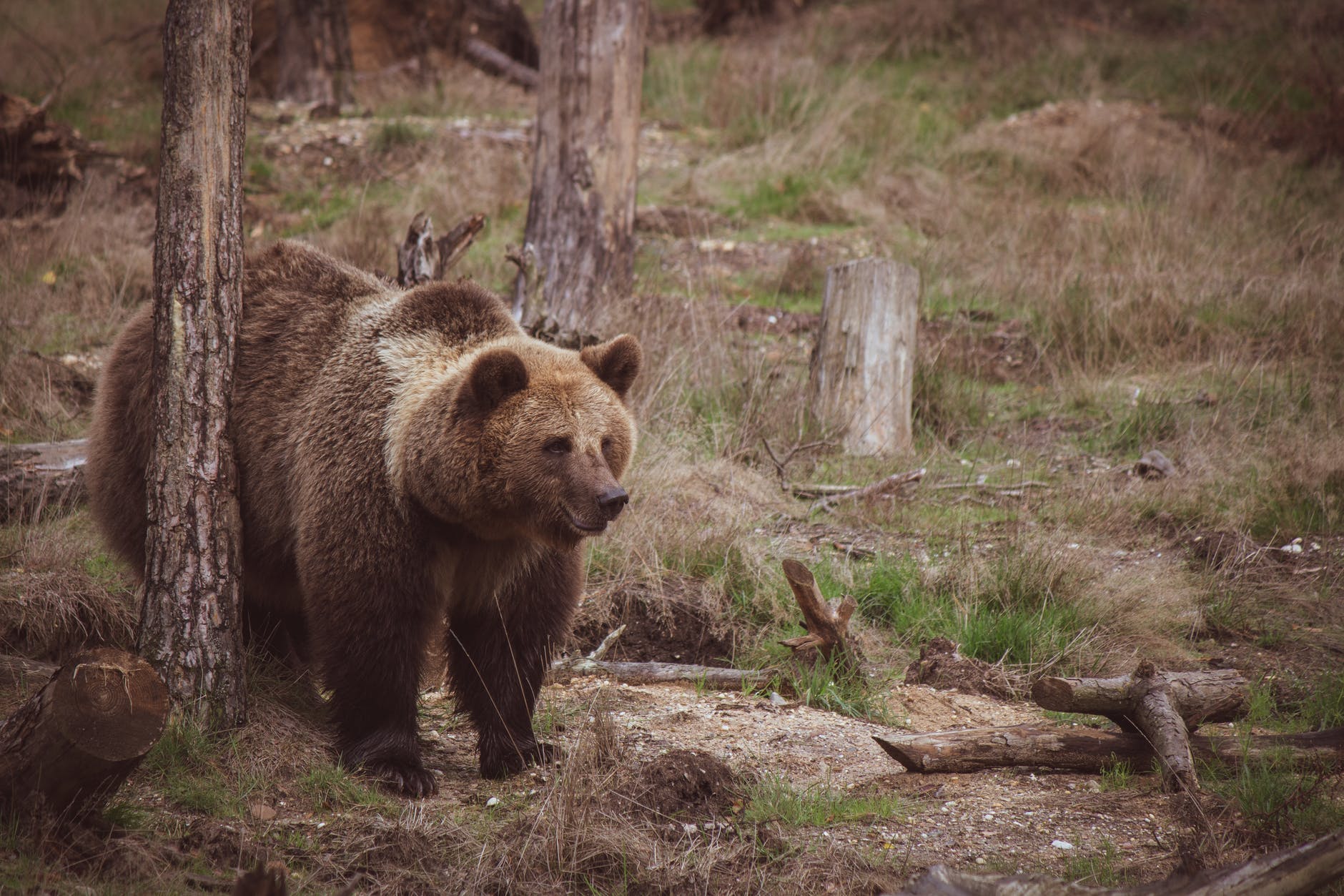 A brown bear | Source: Pexels