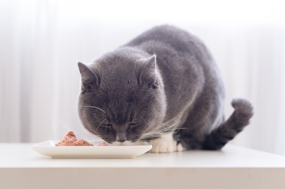 Un chat gris en train de manger. | Source : Shutterstock