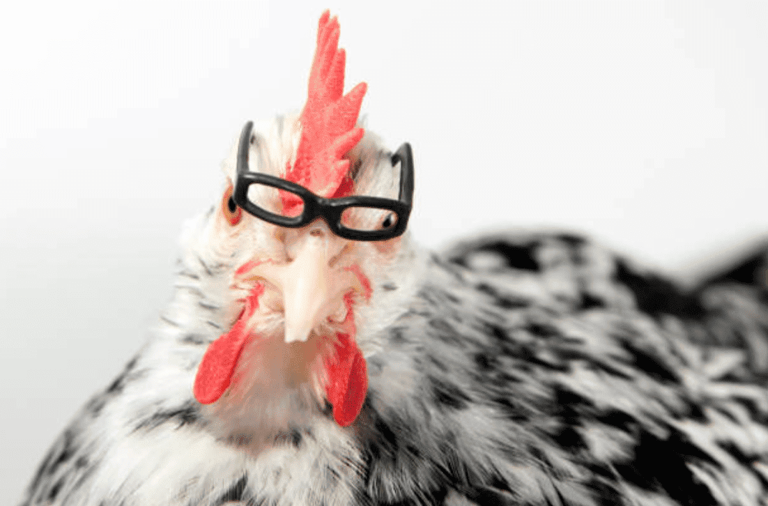 Chicken wearing reading glasses | Source: Getty Images