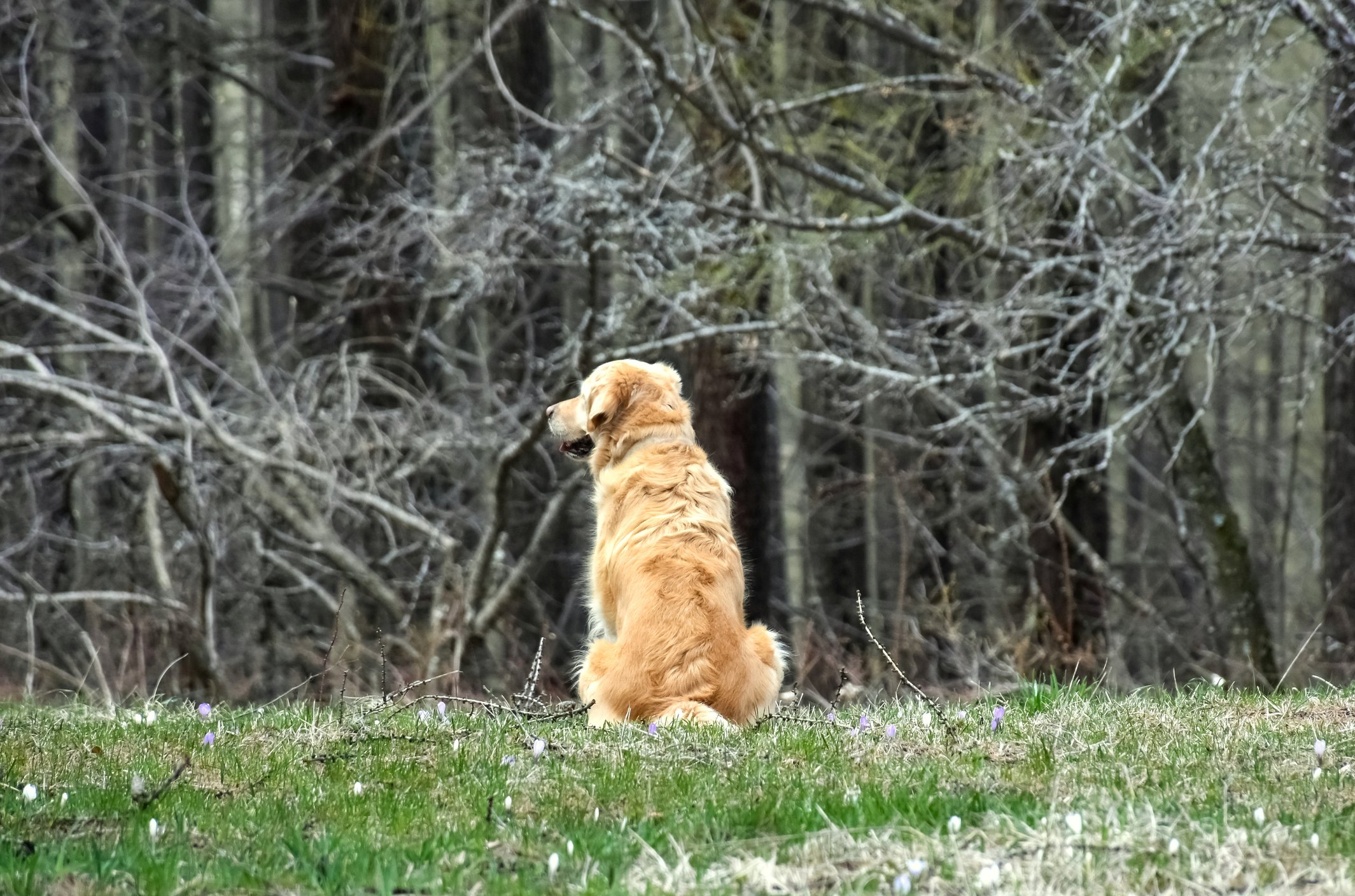 Rückansicht eines weiblichen Golden Retrievers, der einen Wald von ihrem eigenen Standpunkt aus betrachtet | Quelle: Getty Images