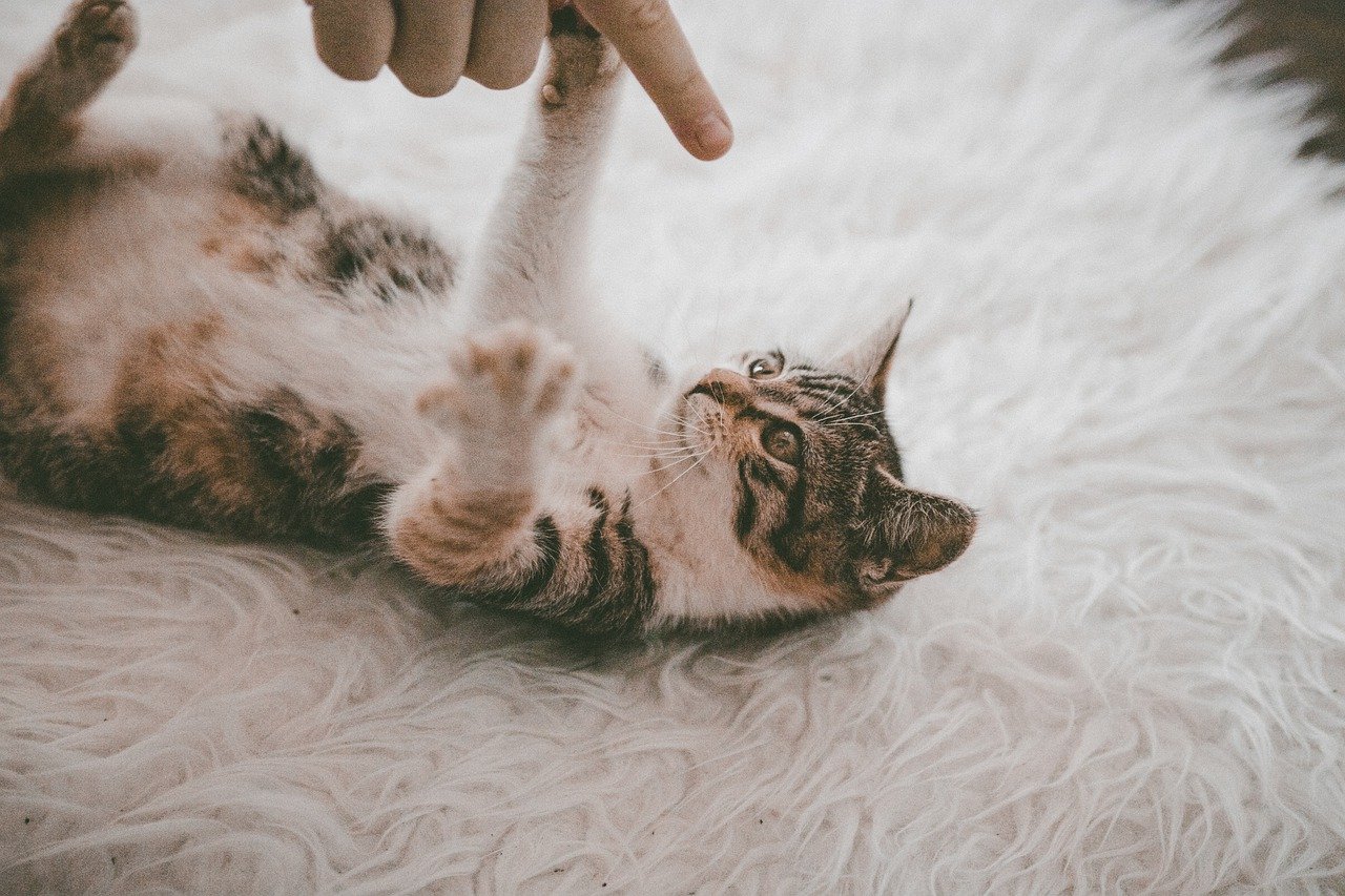 A cat playing on a carpet while its owner scolds it with a finger | Photo: Pixabay/Florian Höllmüller