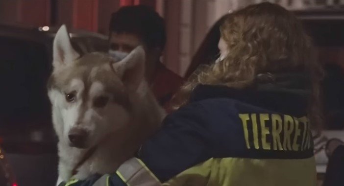 Rettung der Hunde aus einer Wohnung in Krefeld I Quelle: facebook.com/brisant