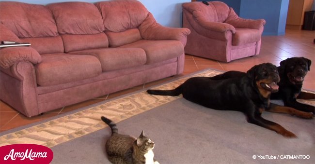 Cat outshines dogs when owner asks them to perform tricks