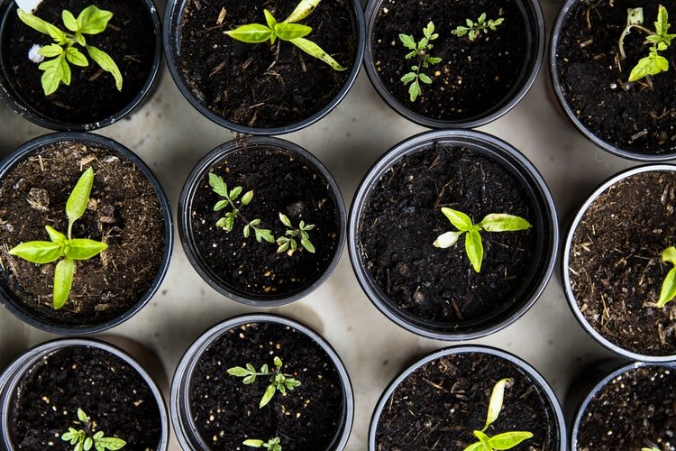 Des plantes dans un pot | Photo : Pixabay