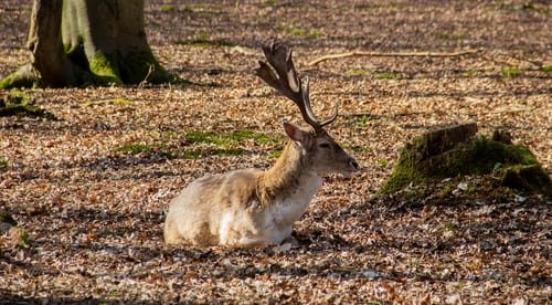 Un cerf dans son milieu naturel | Unsplash