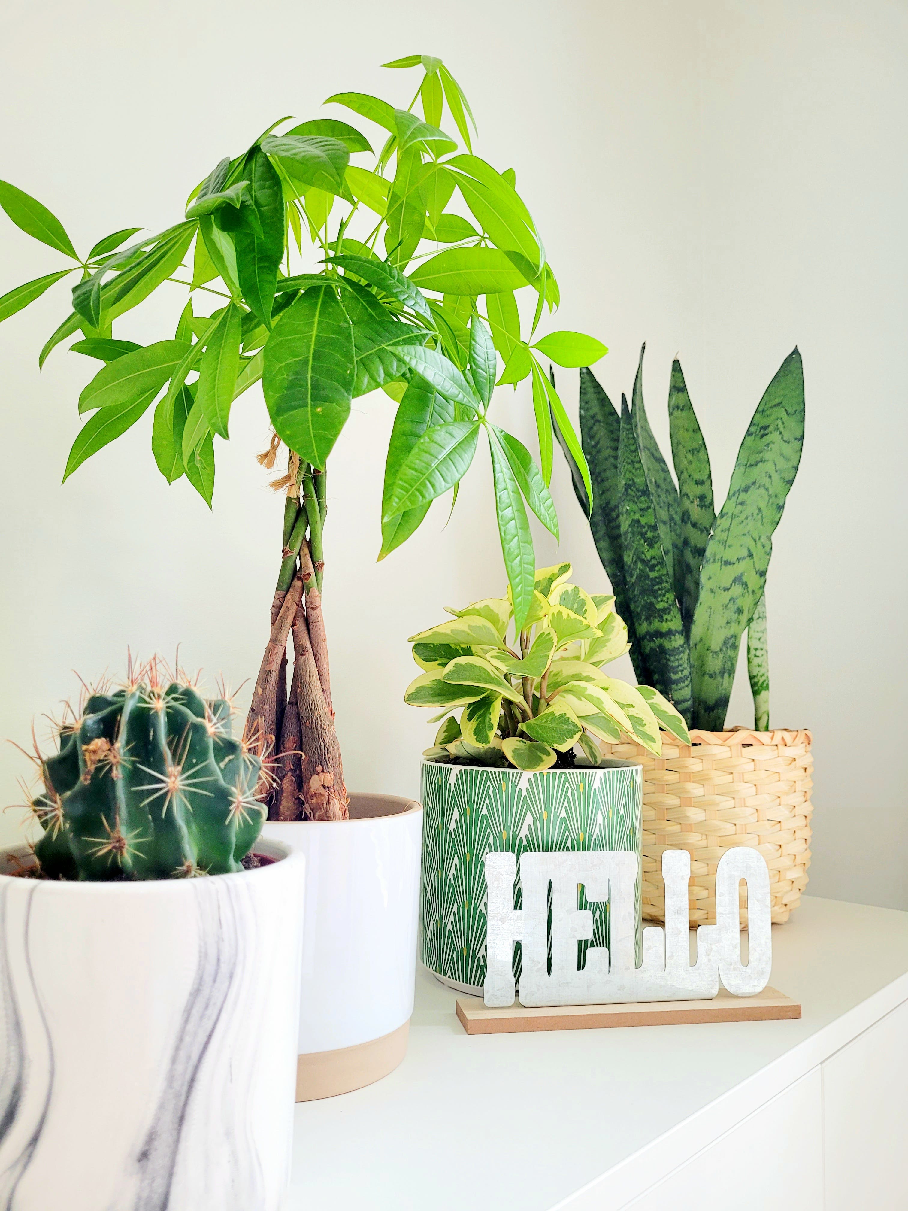 A money tree with other plants | Source: Pexels