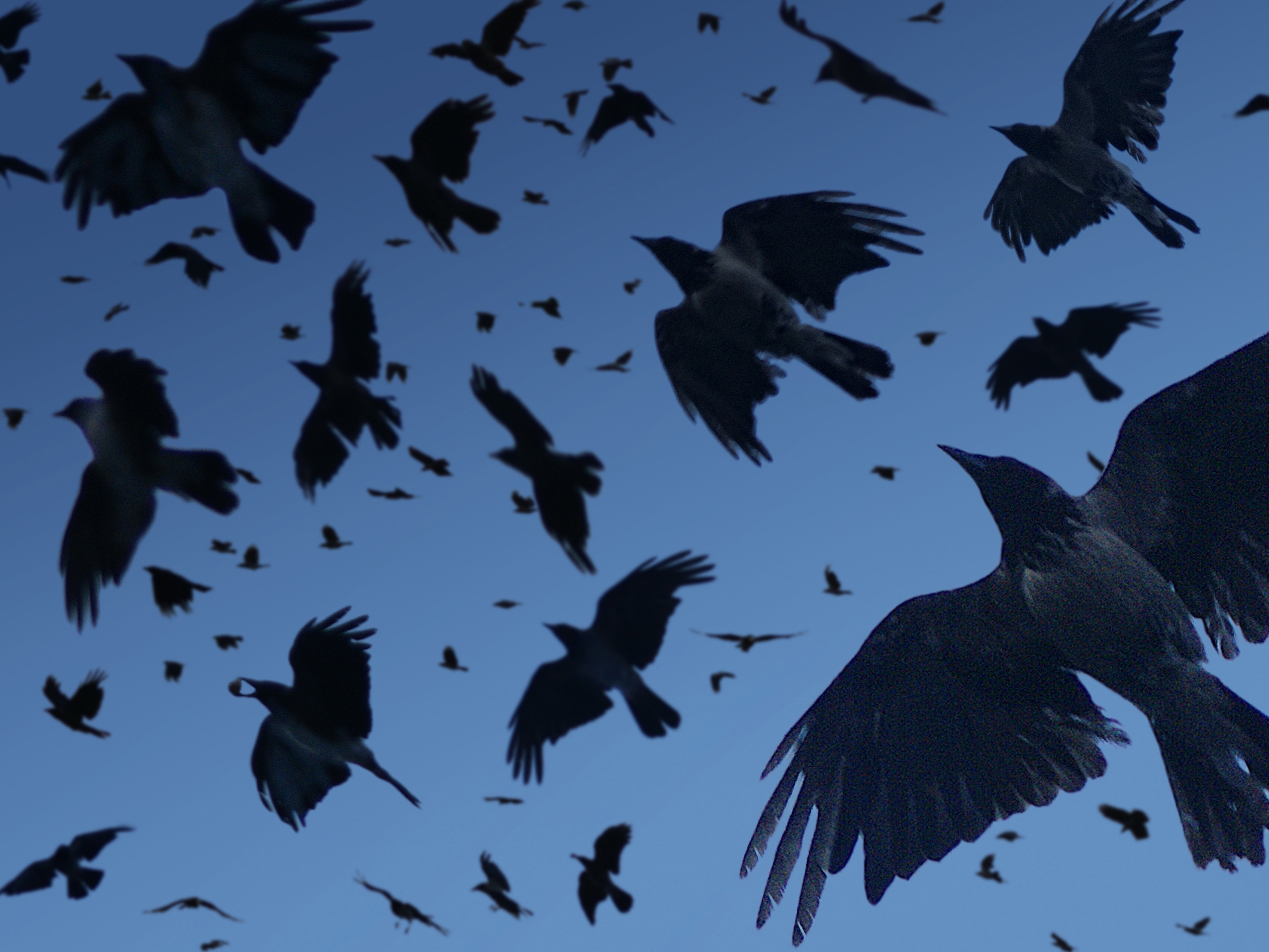 A murder of crows in flight. | Source: Getty Images
