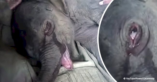 Baby elephant can't stop crying after his mother cruelly beats and rejects him