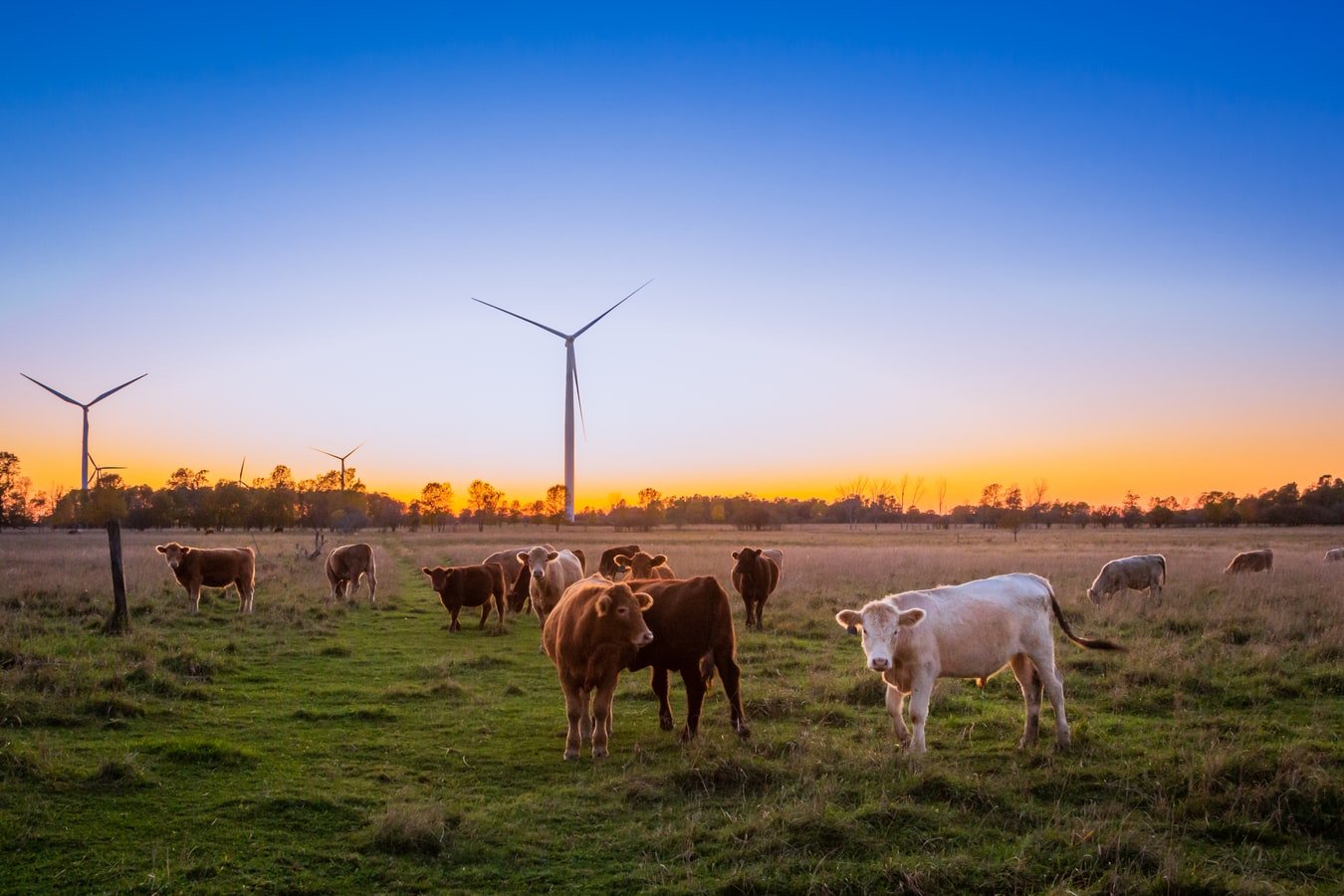 The Aussie farmer showed the Texan his huge wheat field and ranch. | Photo: Unsplash