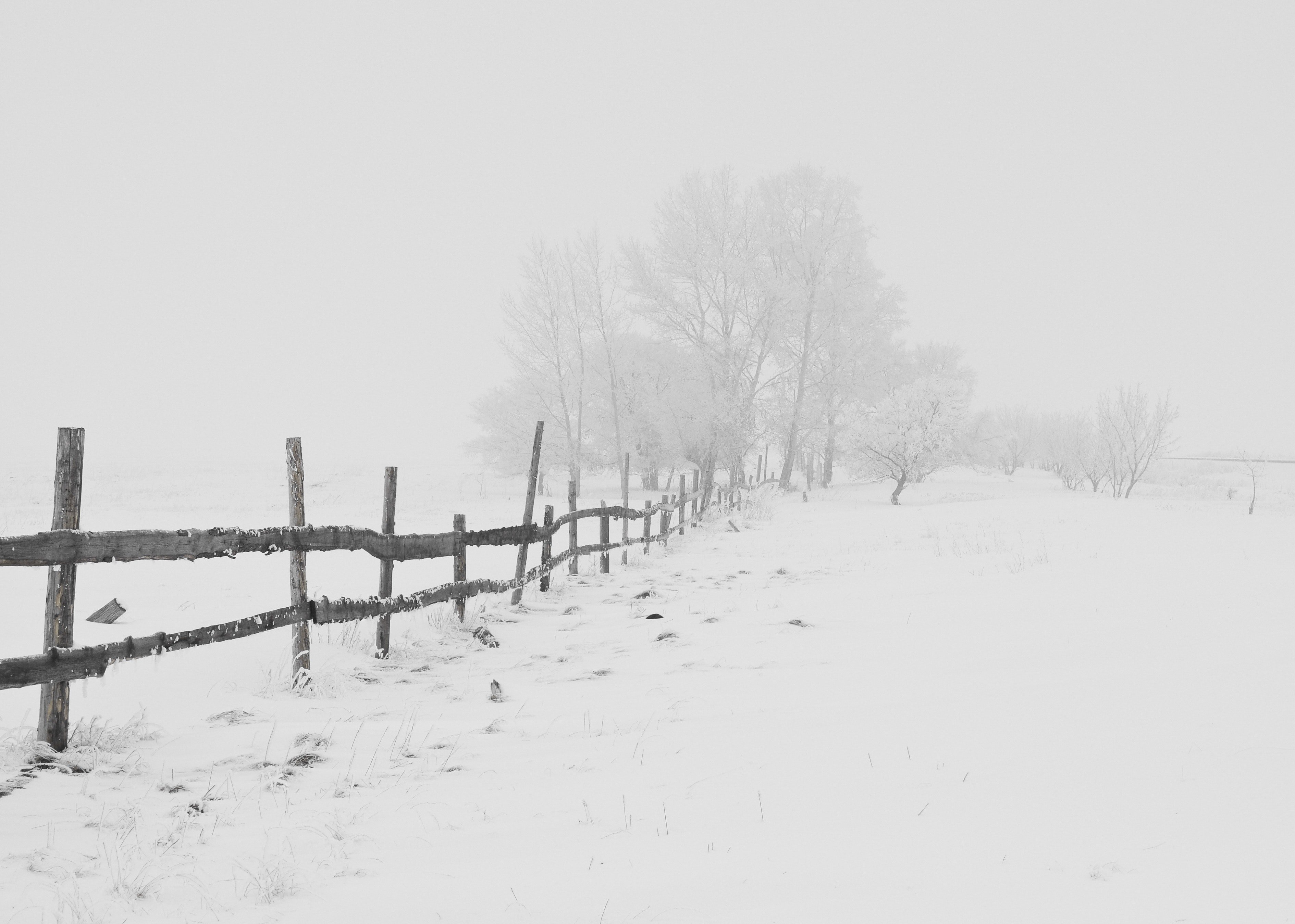 A snowstorm hit town, and Elsa's fence fell down. | Photo: Pexels