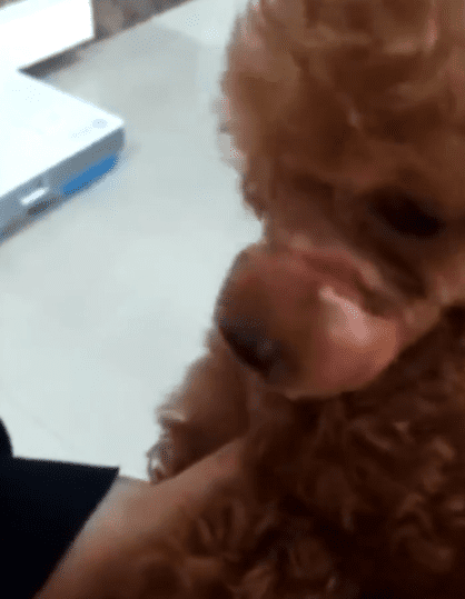 Cachorro con el hocico roto. | Imagen tomada de: Pear Video