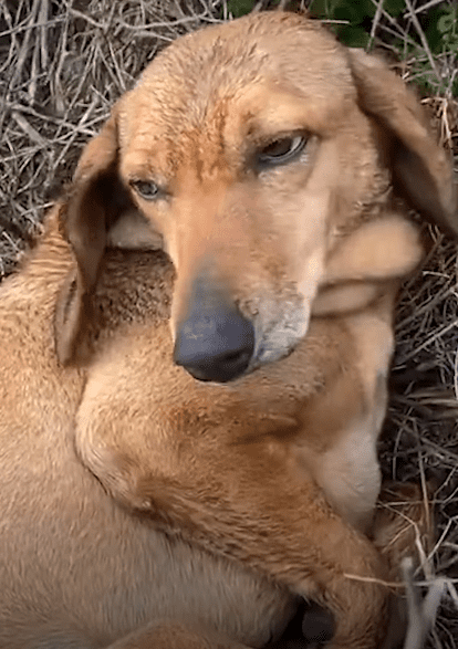 Streuhund im Gebüsche gefunden | Quelle: youtube.com/TakisShelter
