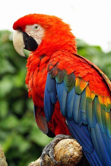 Red parrot in the wilderness. | Source: Flickr