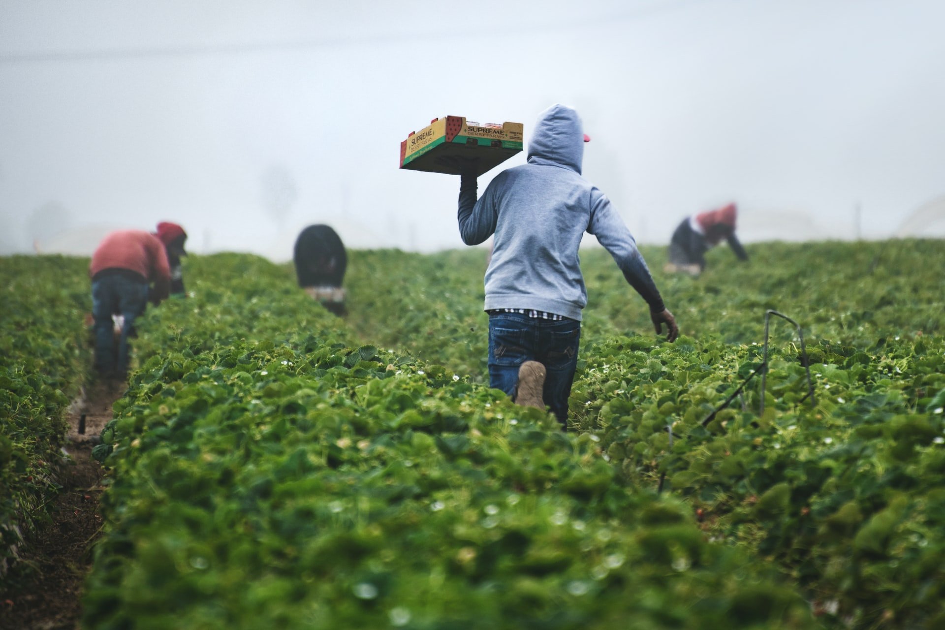 OP's father worked on the farm. | Source: Unsplash