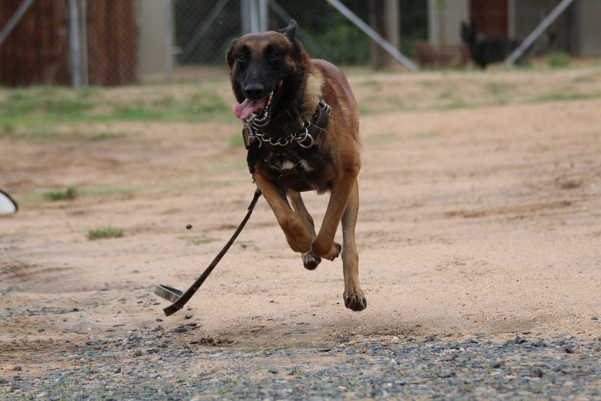 Belgian Malinois dog sprinting | Source: Pixabay