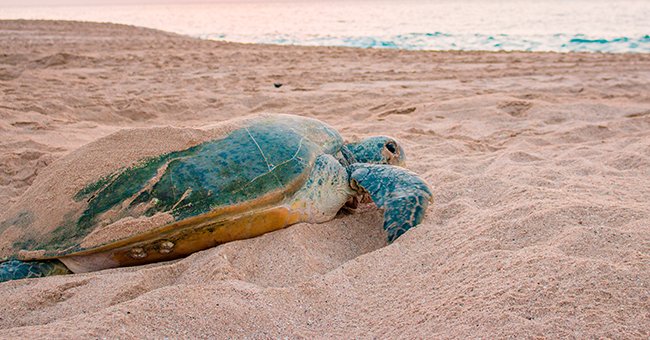 A green sea turtle by the beach. | Source: Shutterstock