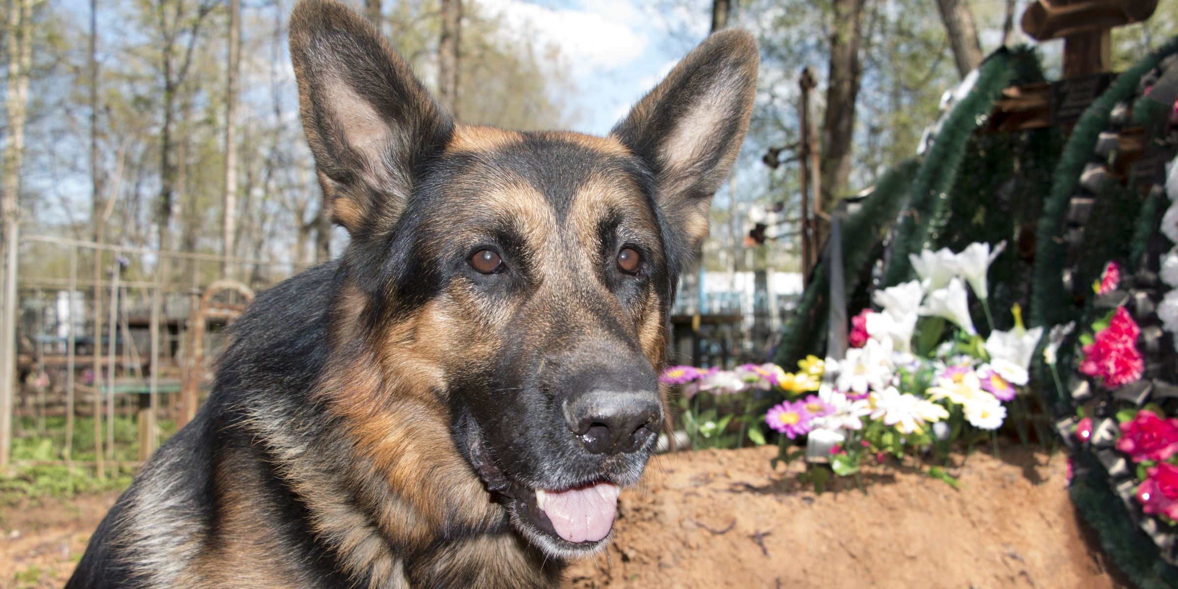 Dog near a grave | Source: Getty Images
