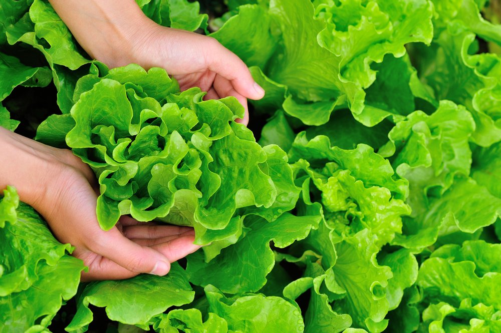A woman's hands picking green lettuce in vegetable garden. | Photo: Shutterstock