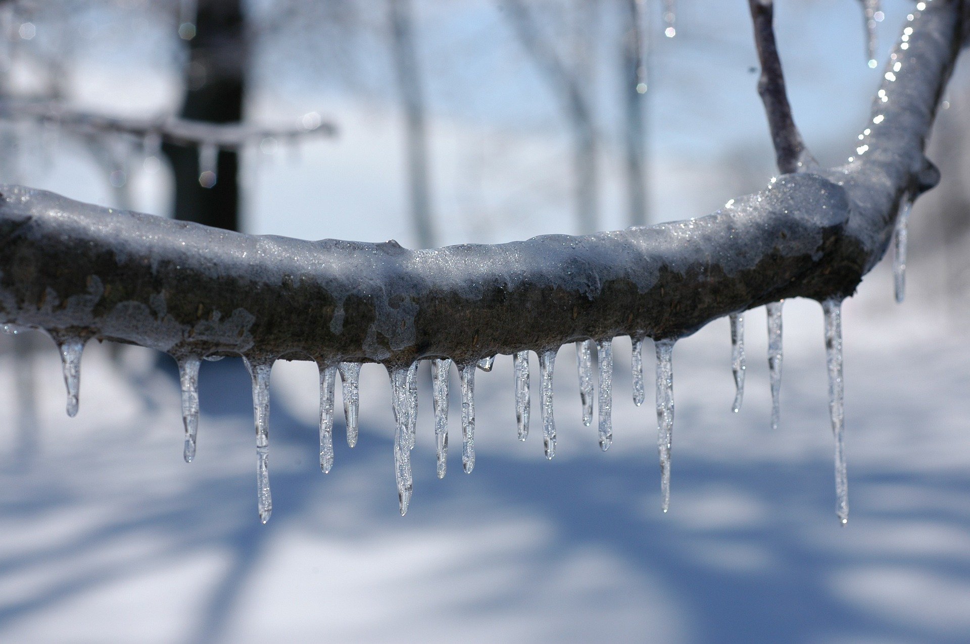 Ice on branch | Source: Pixabay