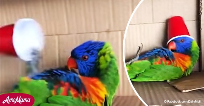 Vibrating 'broken' parrot looks like it has been drinking too much coffee