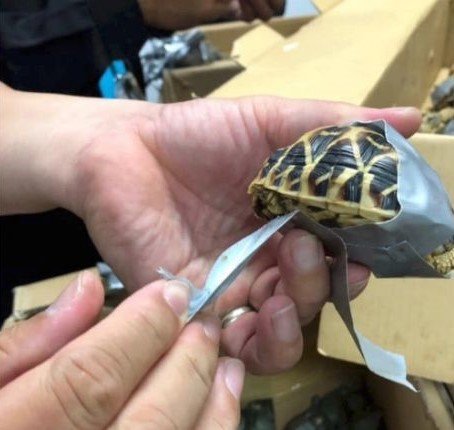 Las tortugas estaban envueltas con cinta americana para que no se movieran dentro de las maletas. Fuente: Facebook / Customs NAIA Las tortugas estaban envueltas con cinta americana para que no se movieran dentro de las maletas. Fuente: Facebook / Customs NAIA