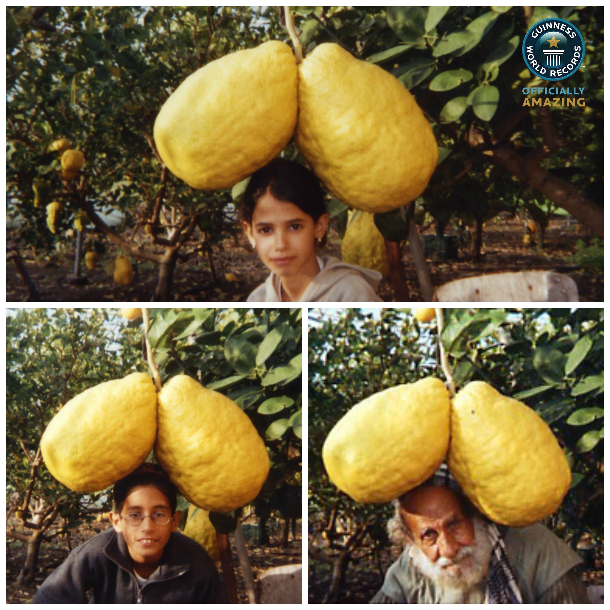 The world's heaviest lemon grown by Aharon Shemoel in 2003. | Source: facebook.com/Guinness World Records