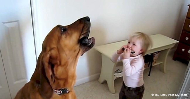 Dog and toddler perform sweetest blues duet together