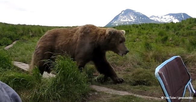 Terrifying but also cute moment when huge bear sits next to photographer