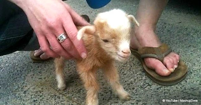 Adorable video of baby goats jumping all over the place goes viral