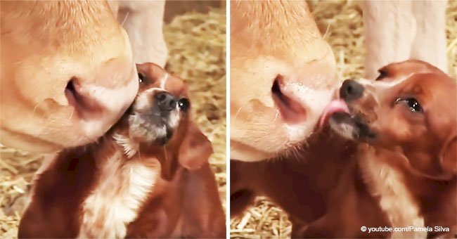 Little dog appears to break down in tears on seeing his owner sell his best friend