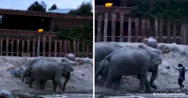 Gentle elephants show mercy when unwelcome guest trespasses in their enclosure