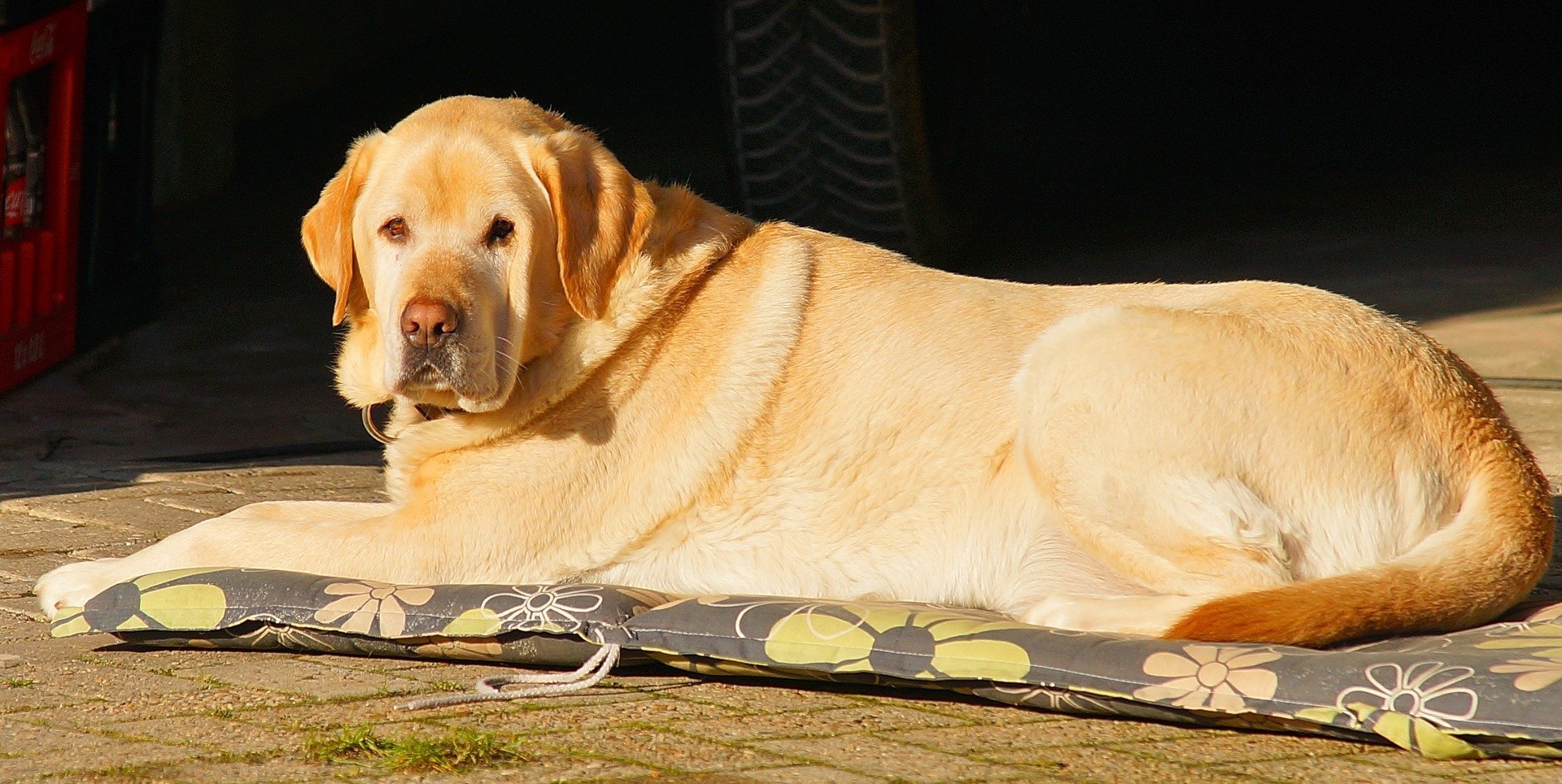 Labrador descansando sobre una estera. | Imagen: Pixabay