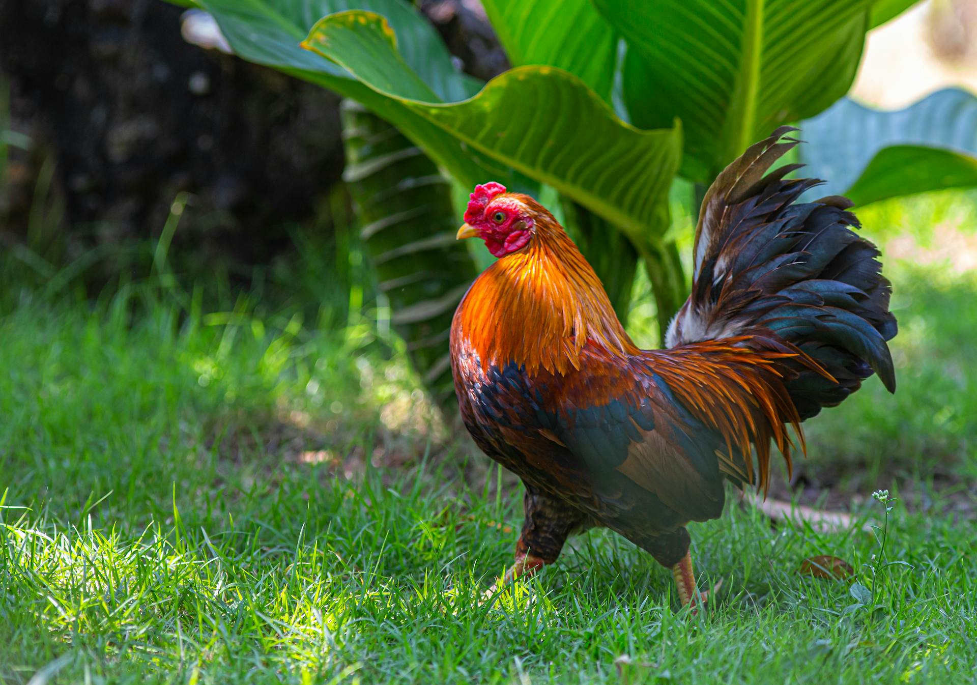 A rooster in a garden | Source: Pexels