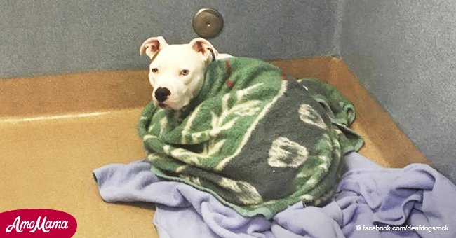Un chien sourd abandonné par sa famille cruelle se console en se pelotonnant sous des couvertures