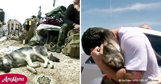 Soldier thought he might not see the dog he rescued in Iraq again, but 1 month later they reunite