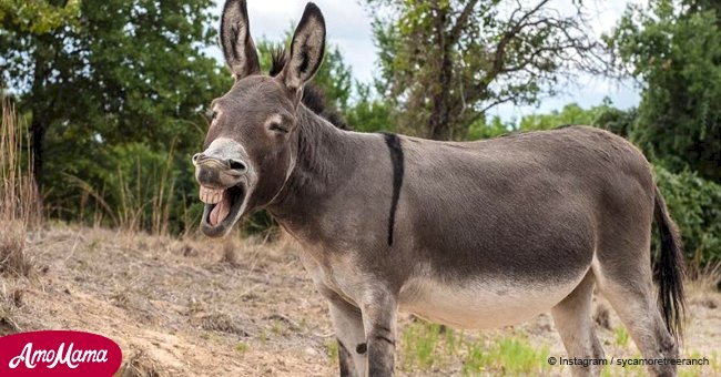 Rescued donkeys share a sweet moment with their favorite little girl