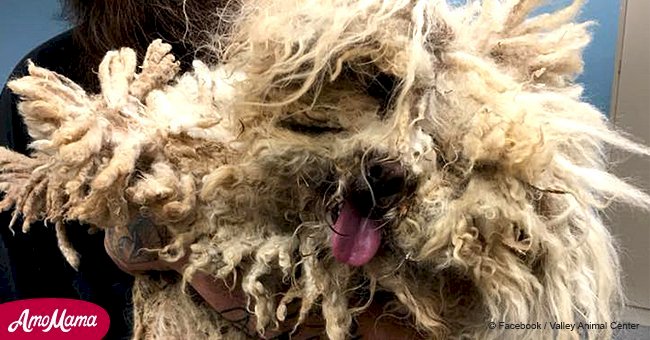 Poor dog completely imprisoned by its own fur can finally move freely