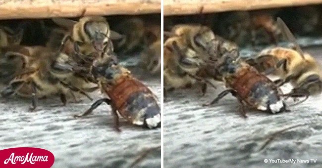 Several bees came together to help another bee survive after falling into honey