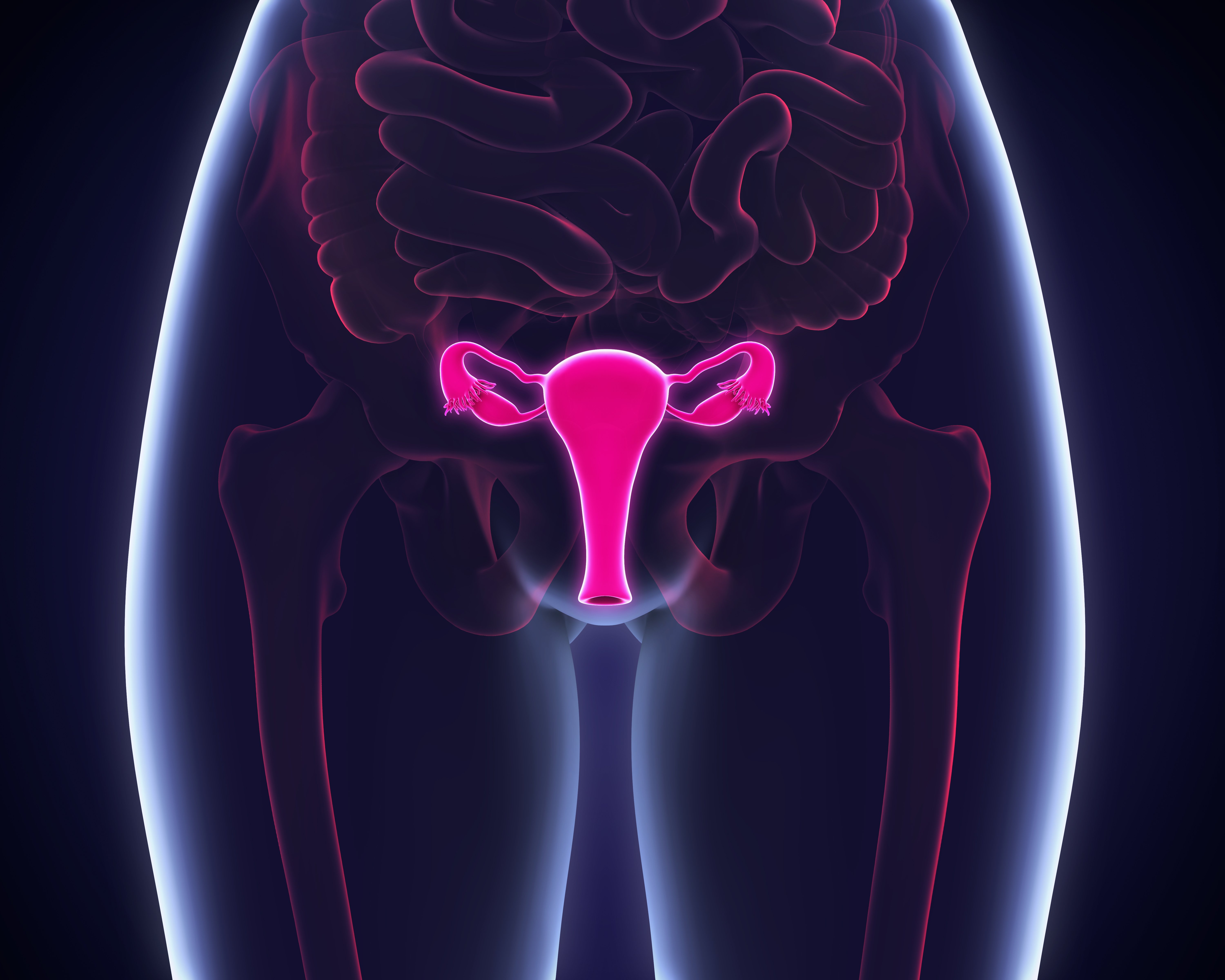Aparato reproductor femenino. | Foto: Shutterstock
