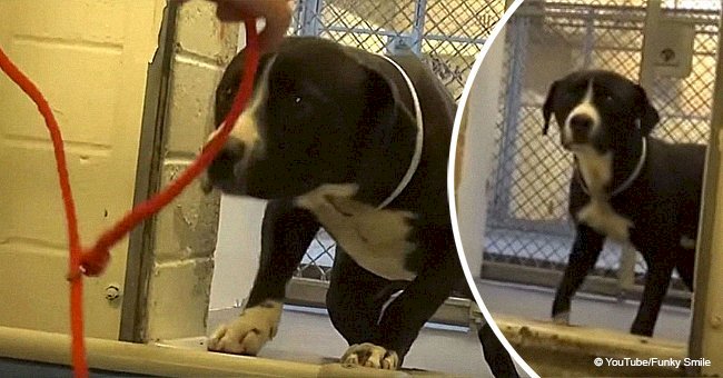 Dog is about to be euthanized but the moment he realizes he has a new home is priceless (video)