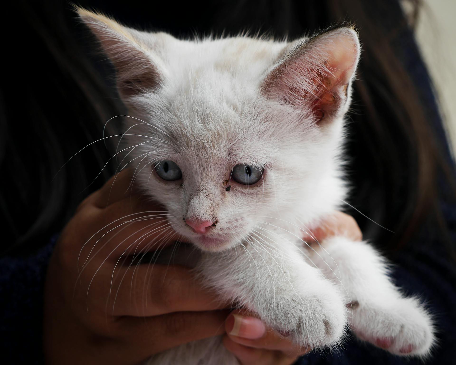 A woman holding a kitten | Source: Pexels