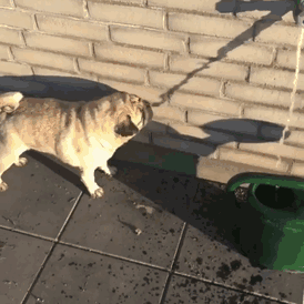Chien/ Source : Reddit / markbeck4 Chien/ Source : Reddit / markbeck4