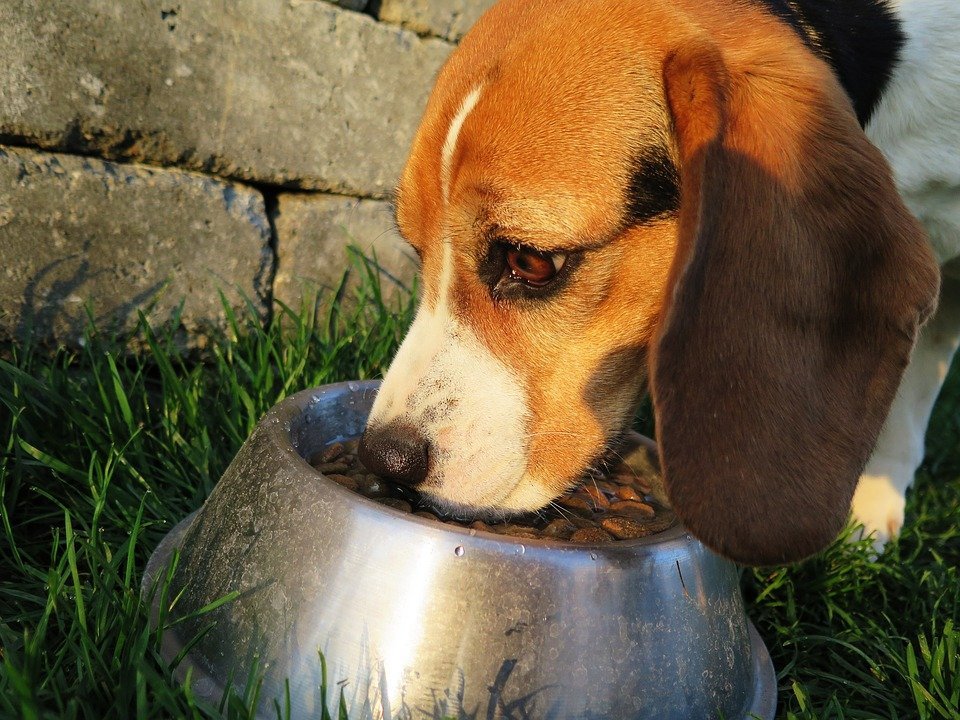 Dog eating food from bowl | Photo: Pixabay