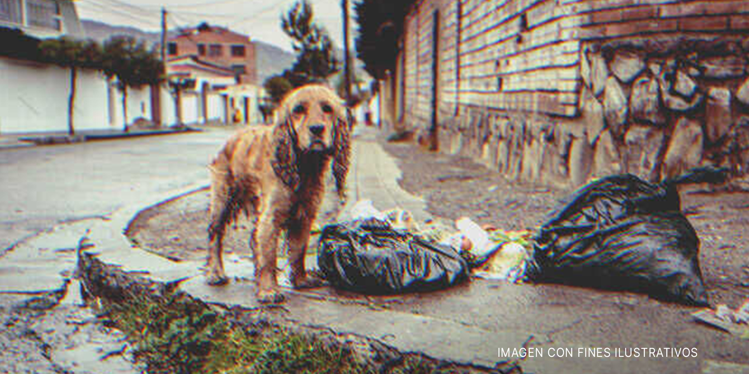 Cachorro callejero | Foto: Getty Images