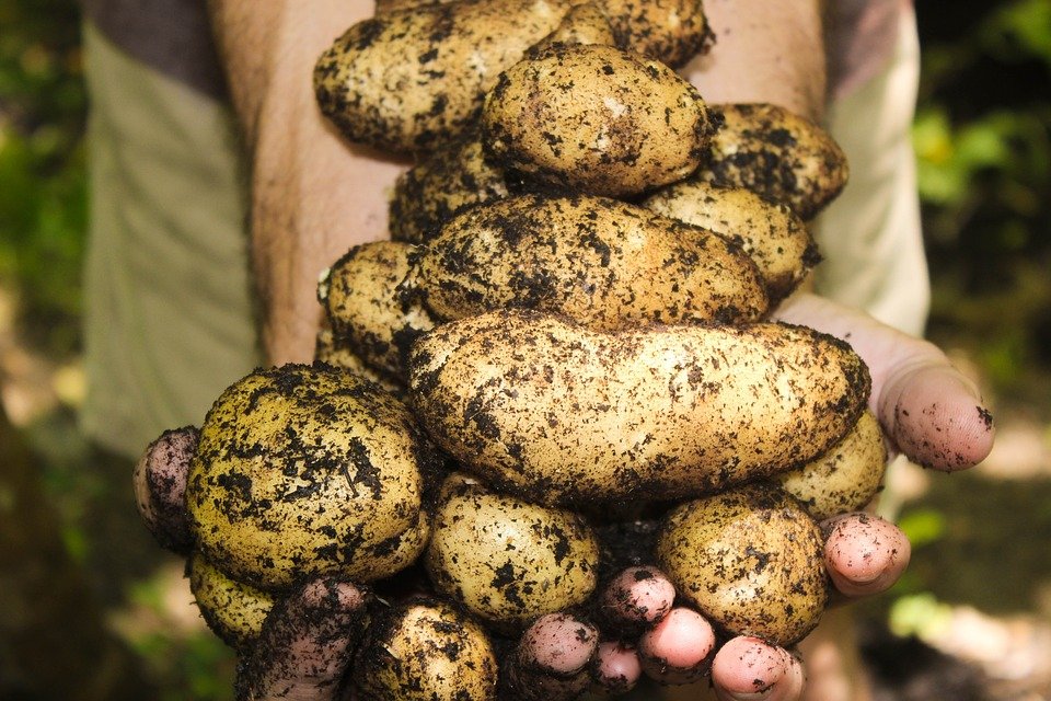 A hand full of potatoes. | Source: Pixabay/ Pexels