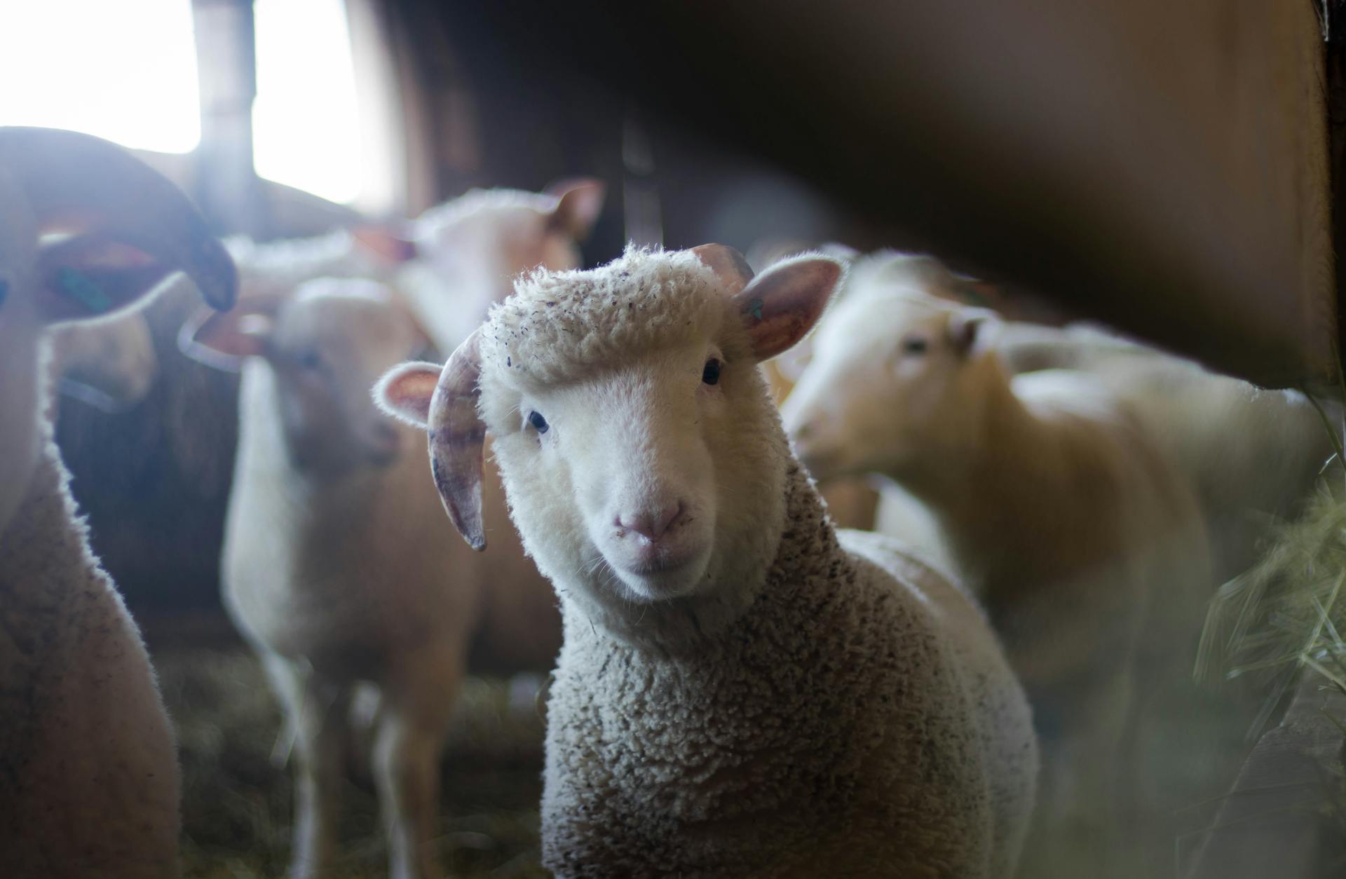 Sheep in a barn | Source: Pexels