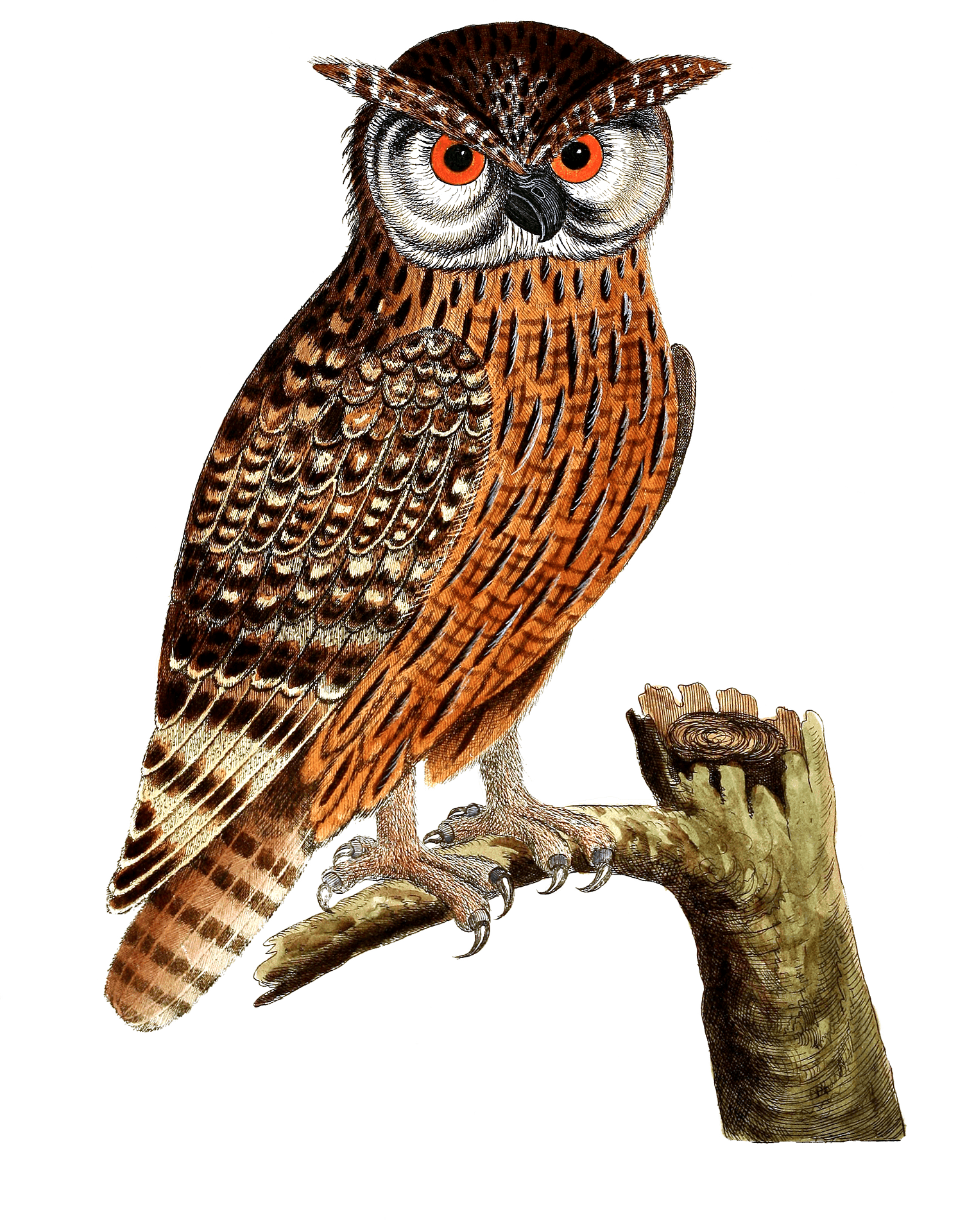 M. Hibou | Photo: Pixabay M. Hibou | Photo: Pixabay