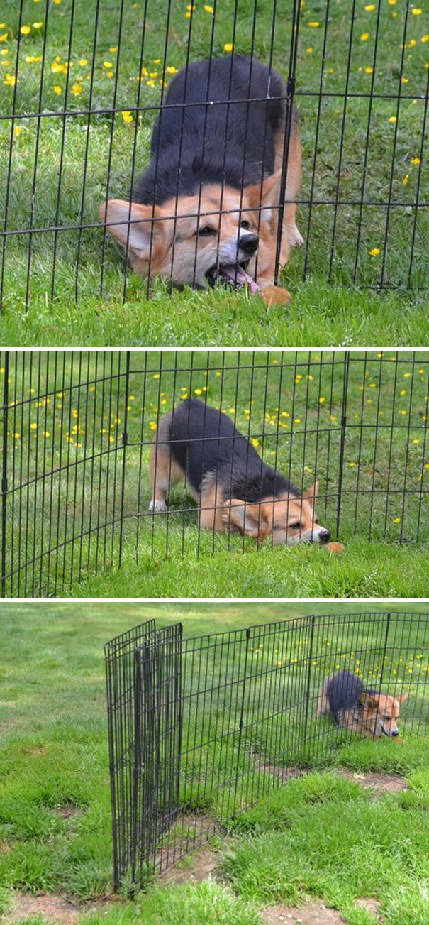 Chien / Source : Reddit / peteynice Chien / Source : Reddit / peteynice
