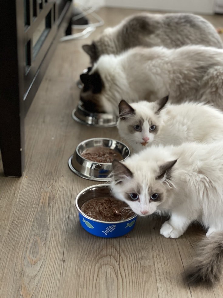 Sam was so hungry he wanted to steal some of the cats' food | Source: Unsplash